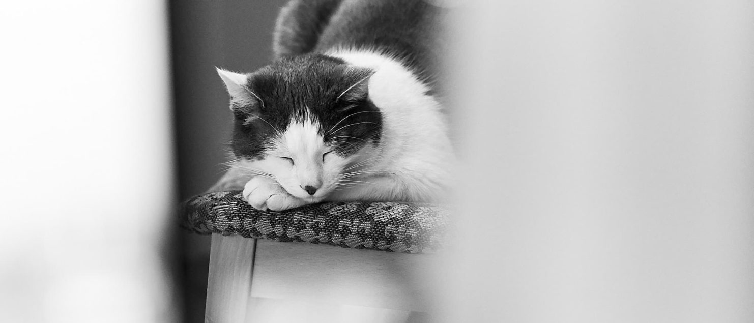037 - sleeping cat