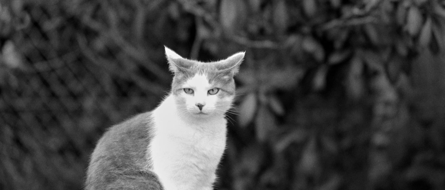 116 - le chat - assis devant le rhododendron