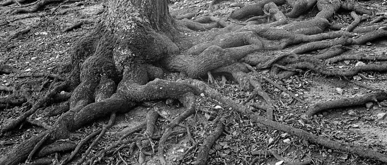 365-326-Roots